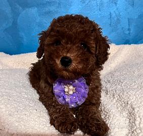 Barboncini toy/minitoy