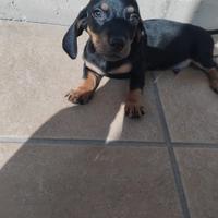 Cucciolo di Bassotto