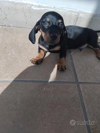 Cucciolo di Bassotto