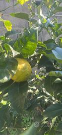 Albero limone h 2,30m età 15 anni diametro 13 cm