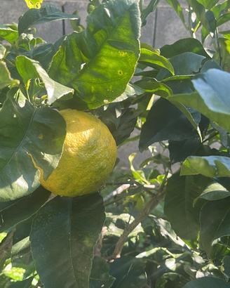Albero limone h 2,80 età 18 anni diametro 15 cm