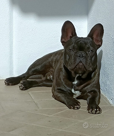 Accoppiamento bulldog francese