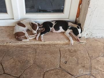 Cuccioli meticci