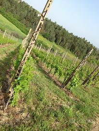 Diritti reimpianto vigneto in Romagna