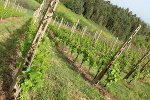 Diritti reimpianto vigneto in Romagna
