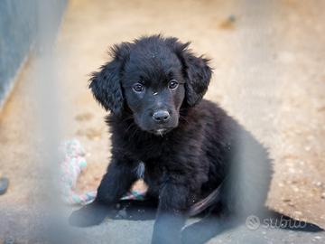 Cuccioli Labrador retriever e Golden retriever