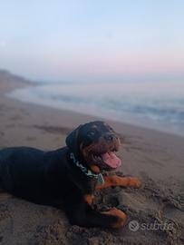 Cucciola Rottweiler