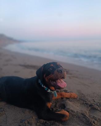 Cucciola Rottweiler
