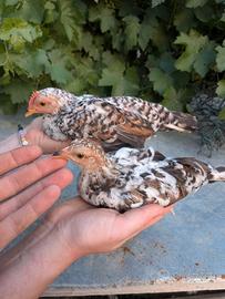 Coppia galline nane
