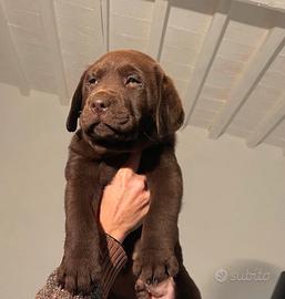 Cucciolo Labrador Retriever