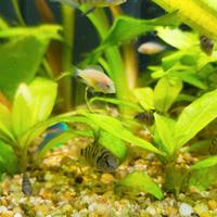 Amatitlania nigrofasciata 5 pesci tropicali