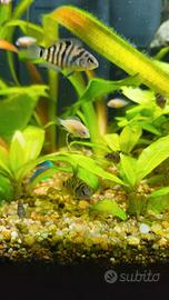 Amatitlania nigrofasciata 5 pesci tropicali