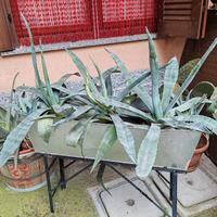 piante agave con fioriera