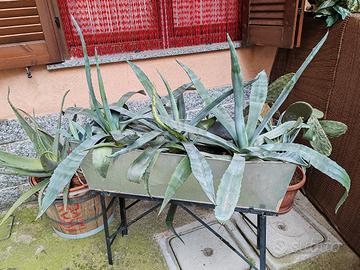 piante agave con fioriera