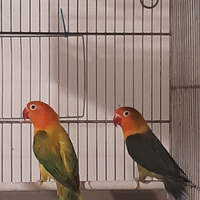 Inseparabili fischer no allevati a mano