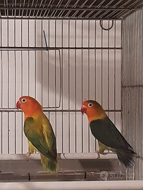 Inseparabili fischer no allevati a mano