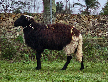 Montone da riproduzione