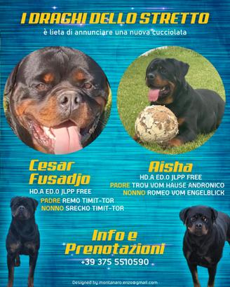 Cucciola di rottweiler 800 trattabile