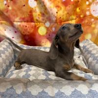 Cucciolo di Bassotto blu merle maschio