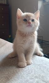Gattino tipo British Shorthair (senza pedigree)