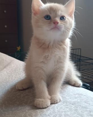 Gattino tipo British Shorthair (senza pedigree)