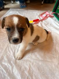 Jack Russell
