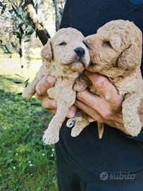 Cuccioli di barboncino