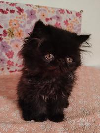 gattini Persiani 