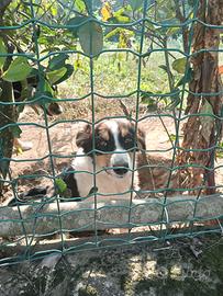 cucciola di pastore australiano 