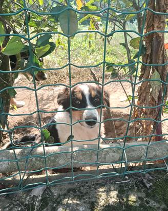 cucciola di pastore australiano 