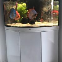 Acquario Juwel  Trigon 190 LED bianco con mobile