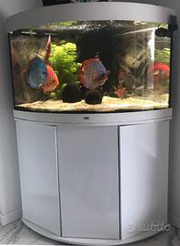 Acquario Juwel  Trigon 190 LED bianco con mobile