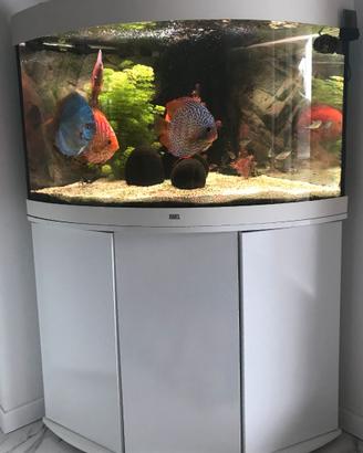 Acquario Juwel  Trigon 190 LED bianco con mobile