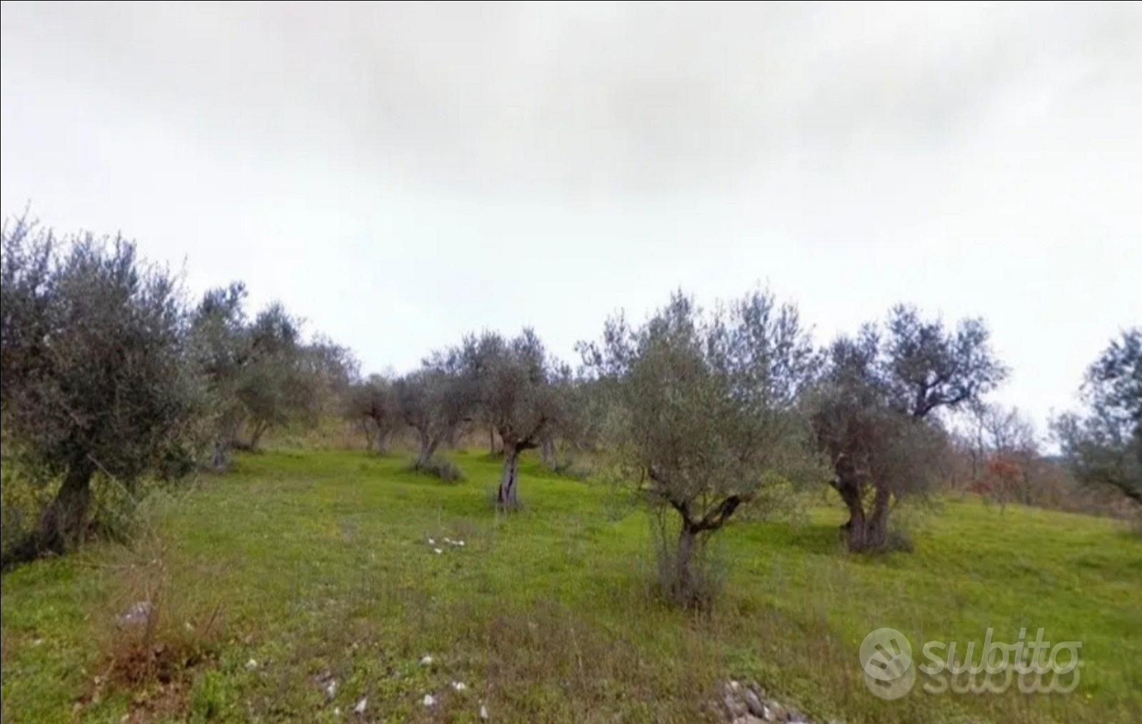 Atena Lucana SA, terreno uliveto - Vista 2