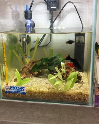 Acquario 18 Lt acqua dolce