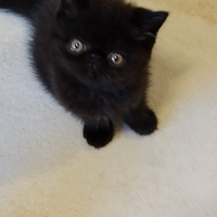 Exotic shorthair maschio