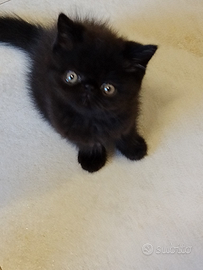 Exotic shorthair maschio