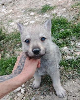 Cucciolo Lupo cecoslovacco argentato