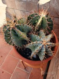 Cactus