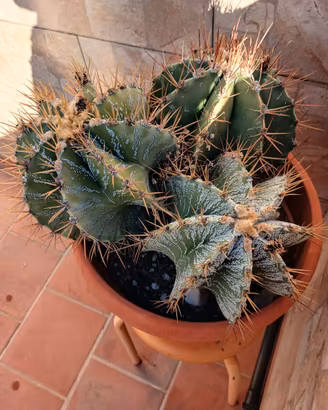 Cactus