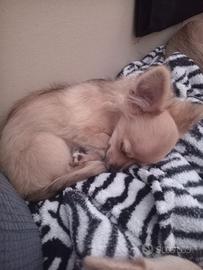 Vendesi chihuahua