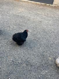 Cocincina nana galline