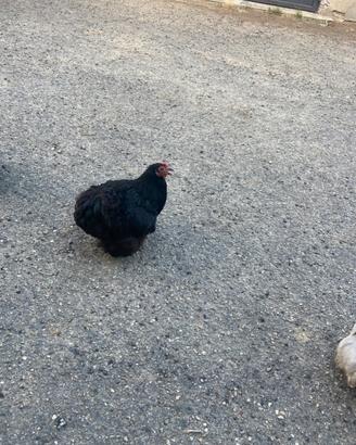 Cocincina nana galline
