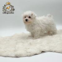 Dolcissimi cuccioli Maltese