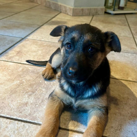 Ultima cucciola figlia di pastore tedesco nero foc