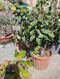 pianta limone