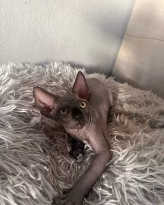 Cuccioli Sphynx