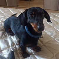 Bassotto Nano per monta