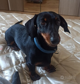 Bassotto Nano per monta