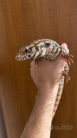 Tegu